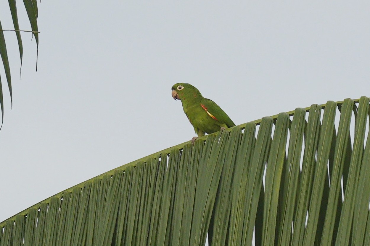 Foto Calancate Ala Roja