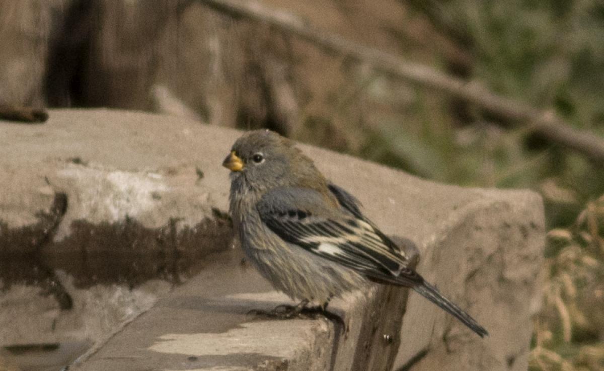 Foto Piquitodeoro Común