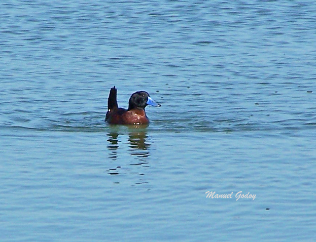 Photo Pato Zambullidor Chico