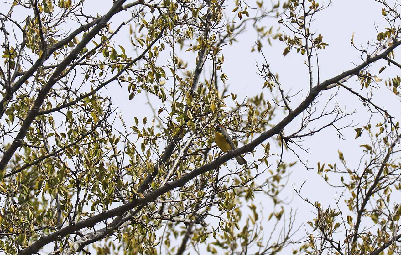 Foto Arañero Corona Rojiza