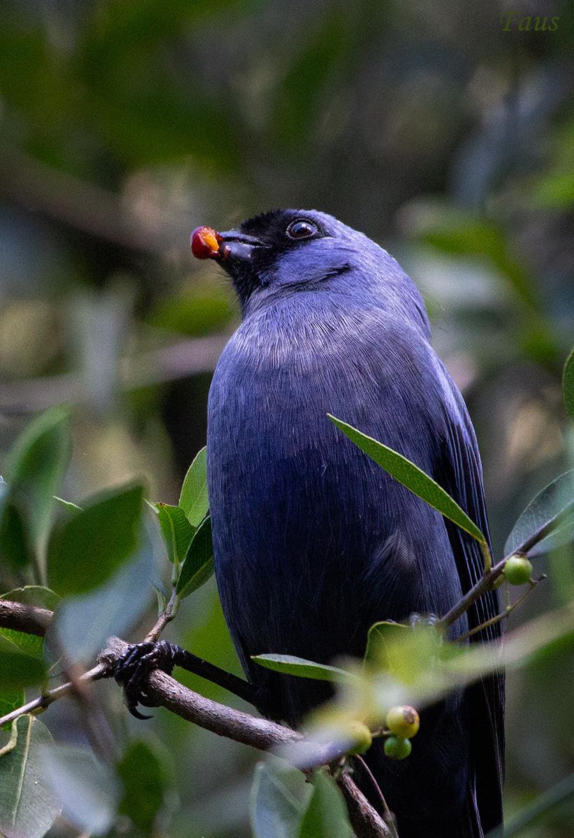 Photo Frutero Azul