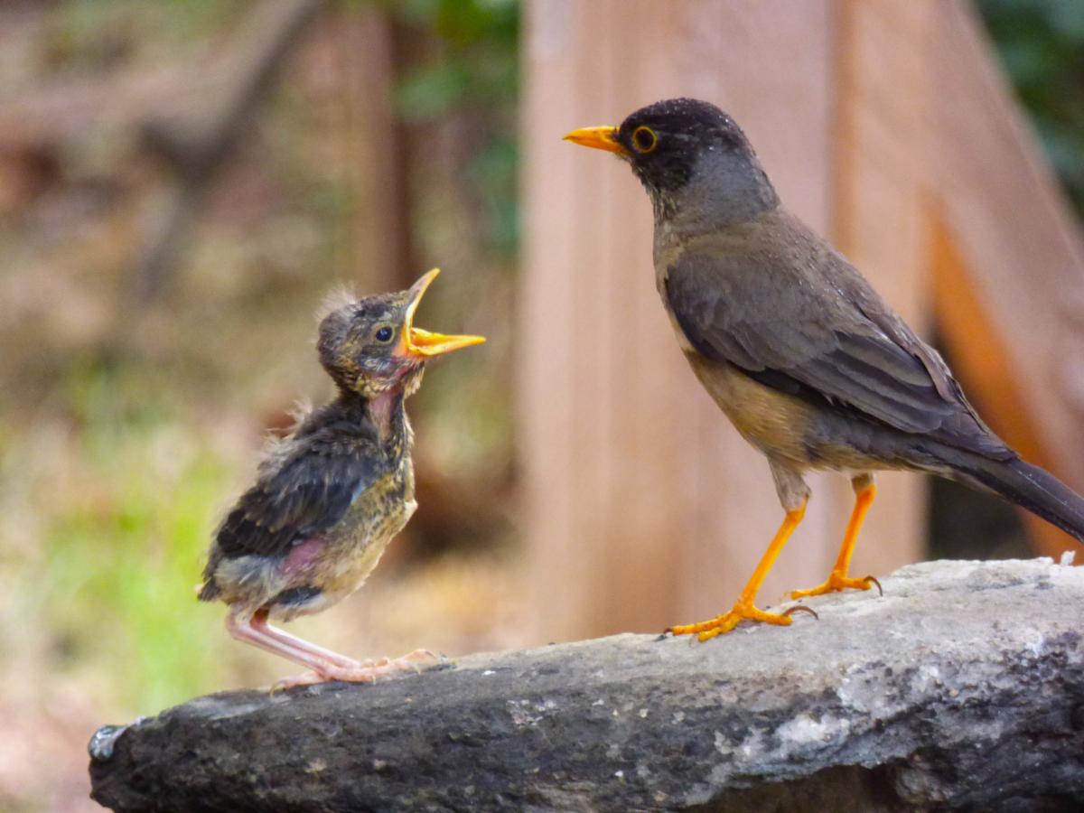 Zorzal Patagónico (Turdus falcklandii)