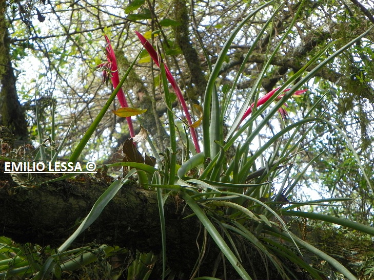 Foto Clavel Japonés