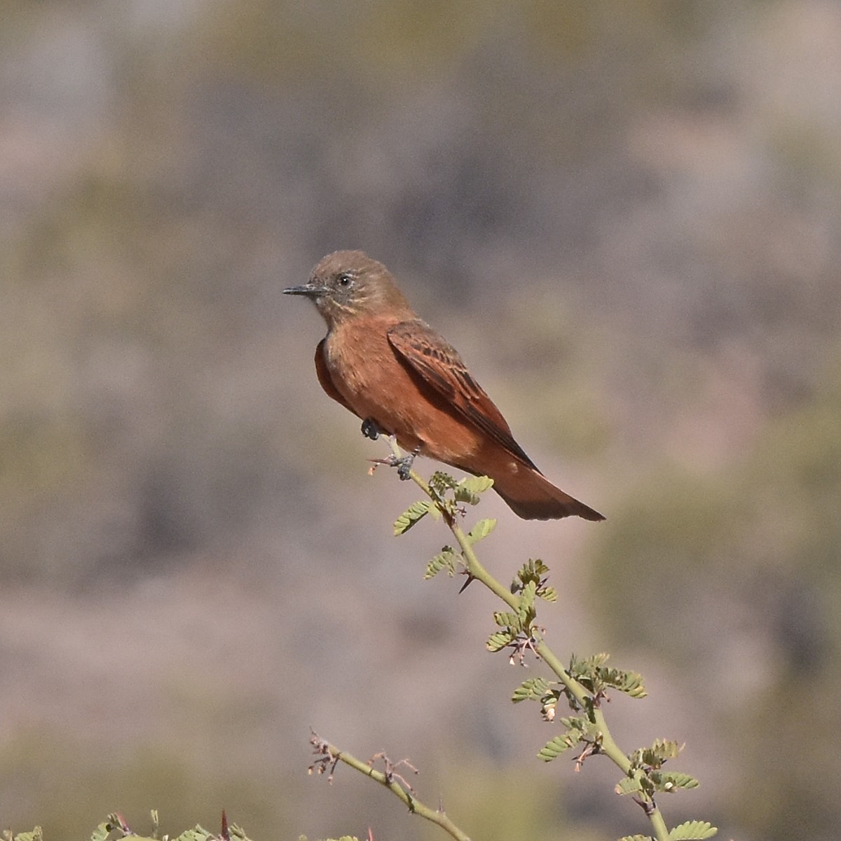 Photo Birro Común