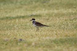 Killdeer (Charadrius vociferus)