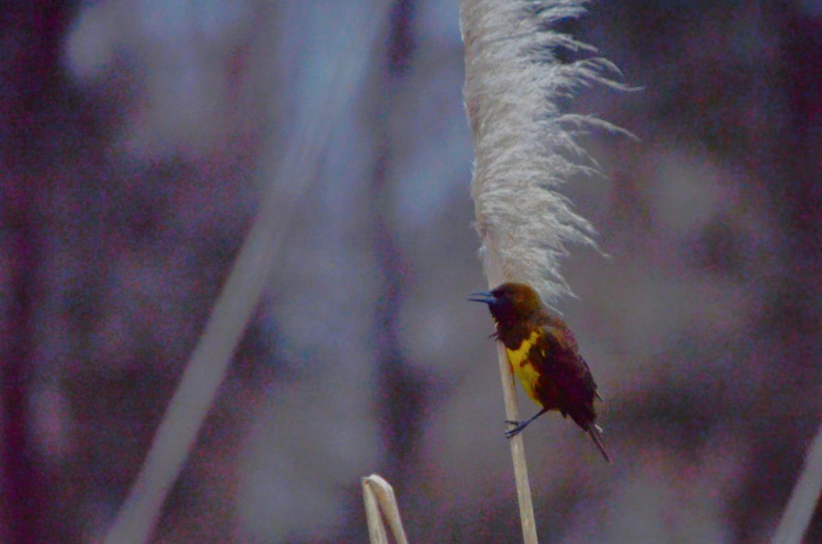 Foto Pecho Amarillo Común