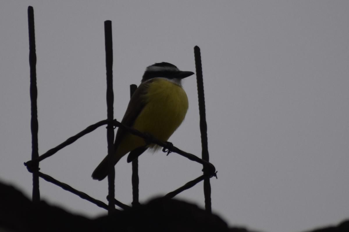 Photo Benteveo Común