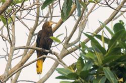 Foto Conoto Aceituna