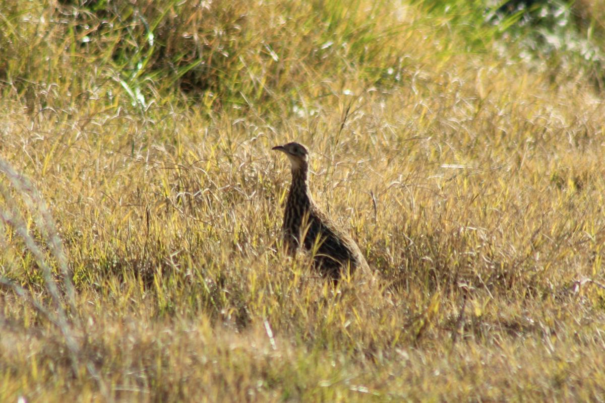 Photo Inambú Común