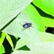 Calliphora vicina