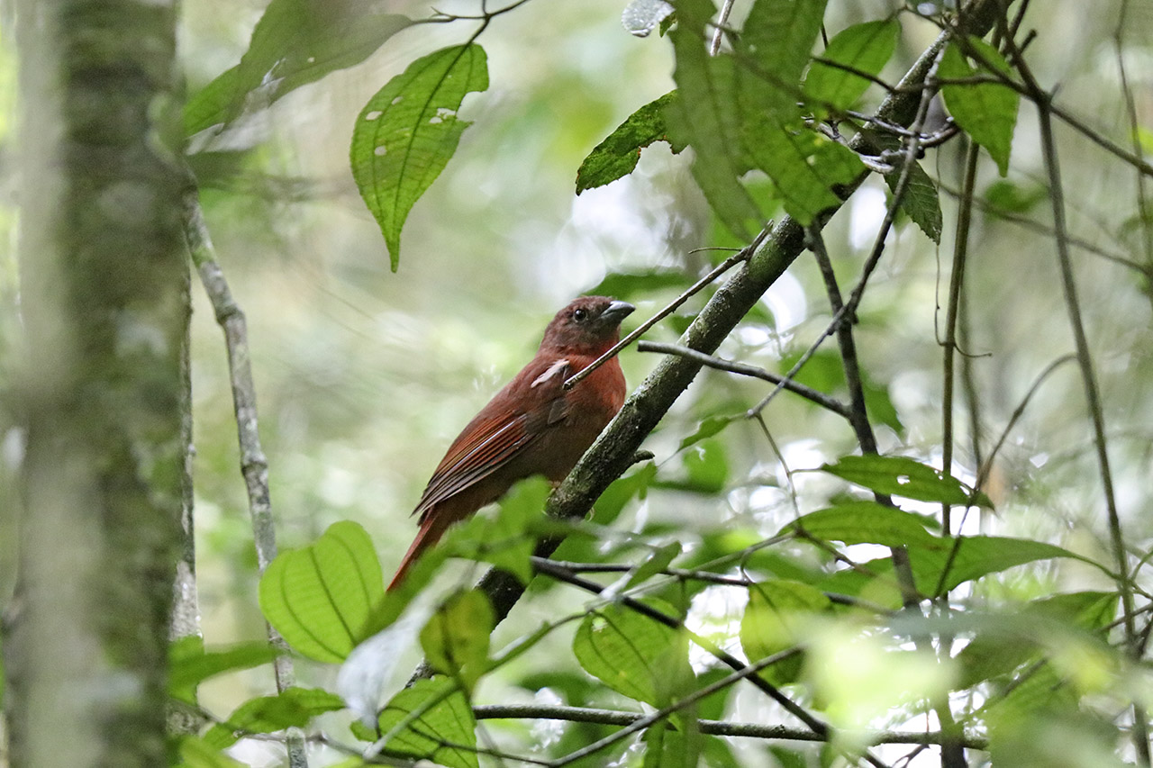 Foto Fueguero Morado