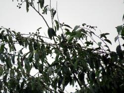 Ícono de la especie