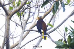 Foto Conoto Aceituna