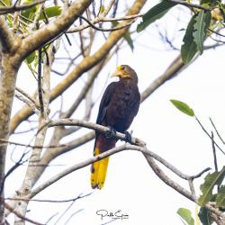 Foto Conoto Aceituna