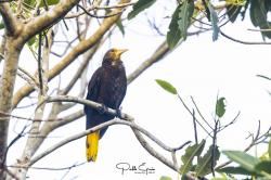 Foto Conoto Aceituna