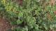 Urtica urens