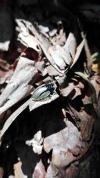  (Echoma weyenberghi)