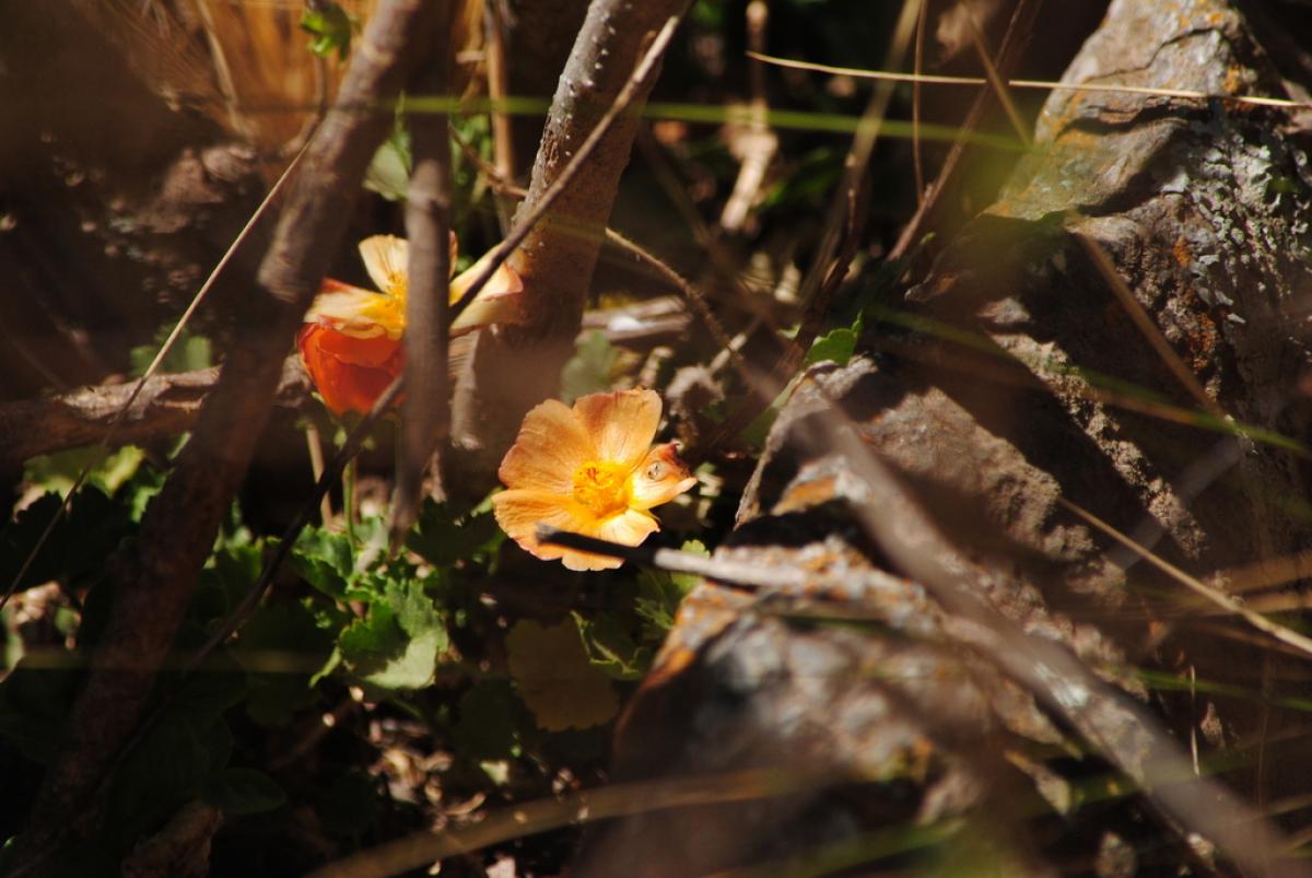 Foto Malva Del Campo