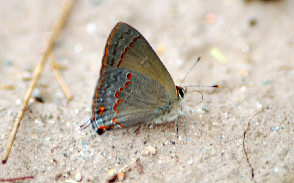 Foto Frotadora Línea Fusca