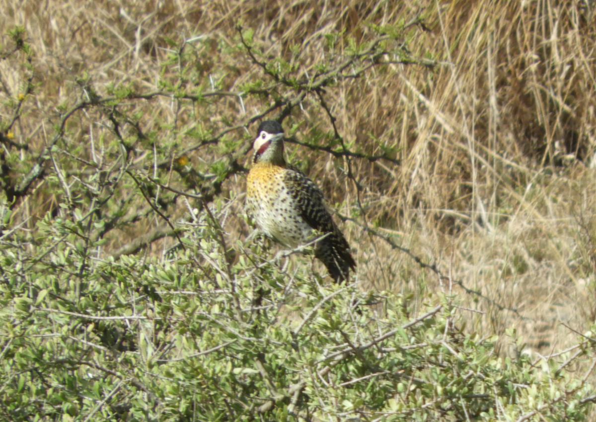Foto Carpintero Real Común