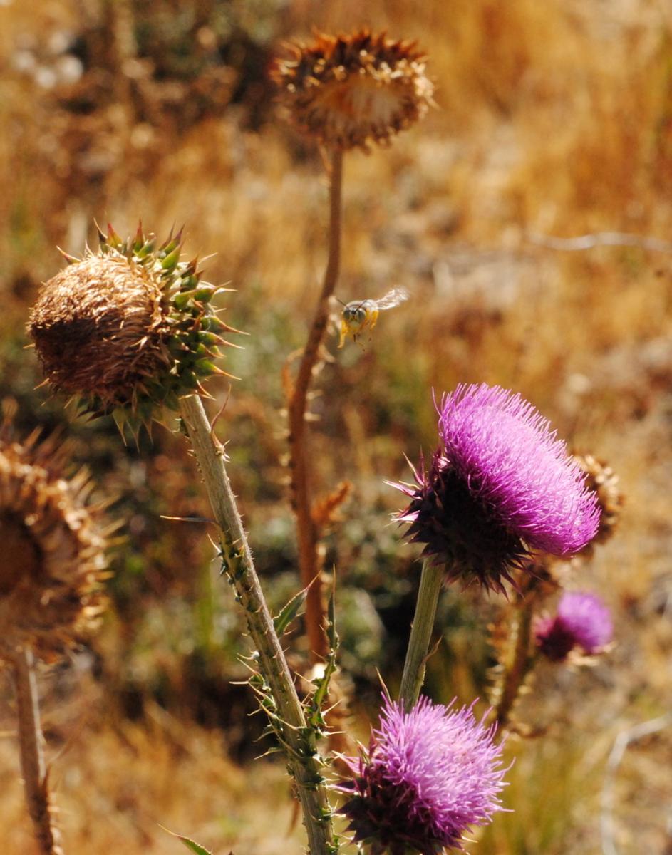 Foto Cardo Pendiente