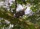 Spizaetus ornatus