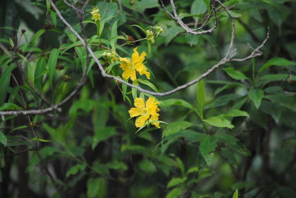 Foto Yerba De La Vida