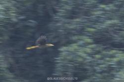 Foto Conoto Aceituna