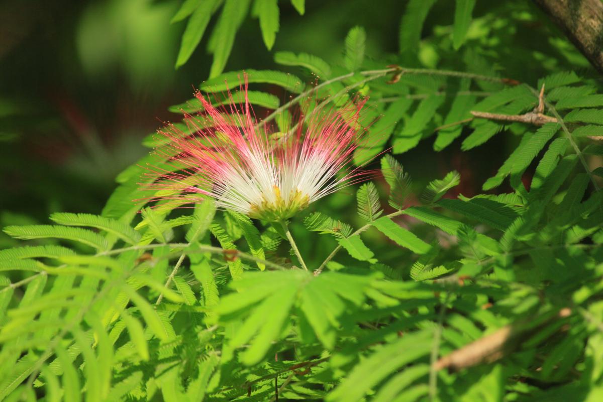 Foto Plumerillo Rosado