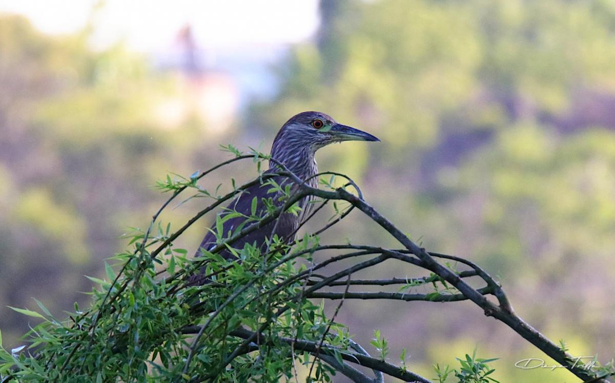 Photo Garza Bruja