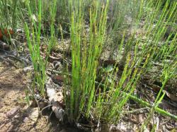  (Equisetum sp.)