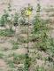 Verbascum virgatum