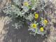 Senecio crassiflorus