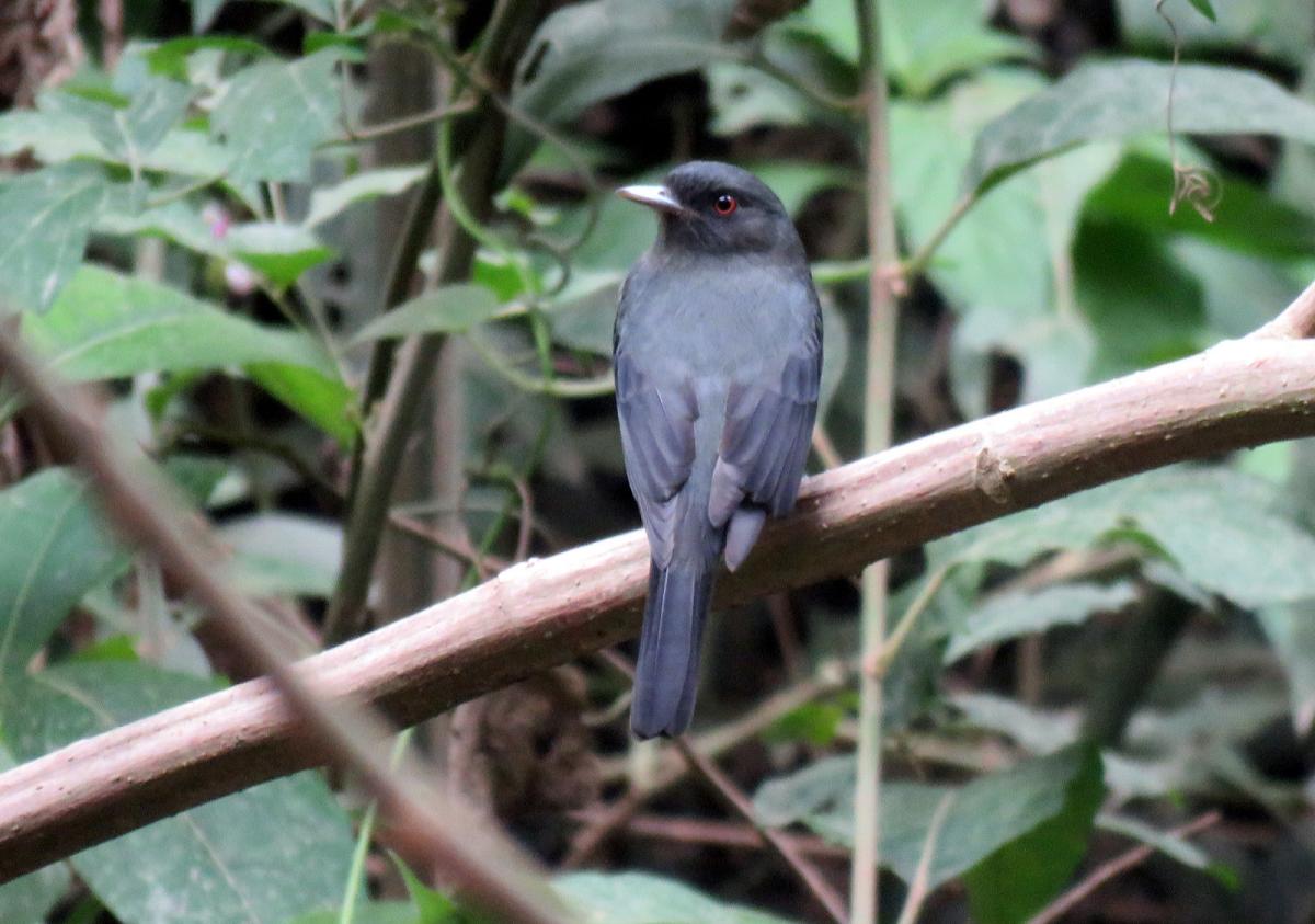 Foto Viudita Plomiza