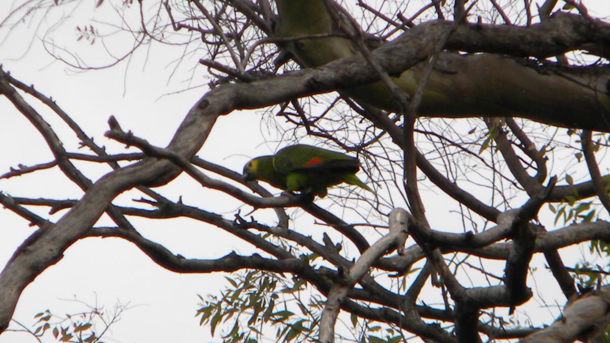 Photo Loro Hablador