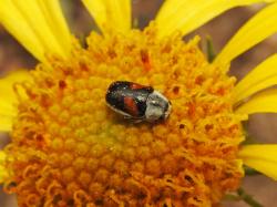  (Coscinoptera albopilosa)