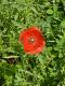 Papaver rhoeas