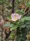 Rosa rubiginosa