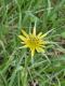 Tragopogon dubius