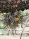 Tillandsia virescens