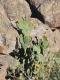 Opuntia megapotamica