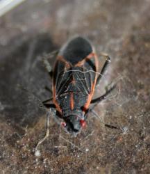 Boxelder  Bug (Boisea trivittata)