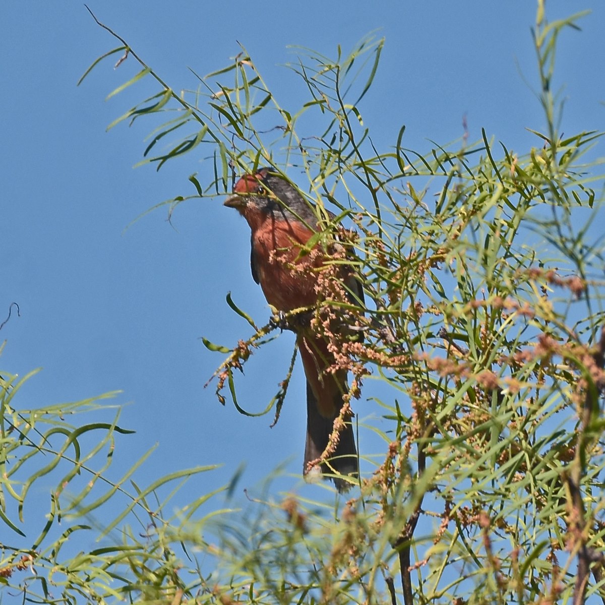 Foto Cortarramas