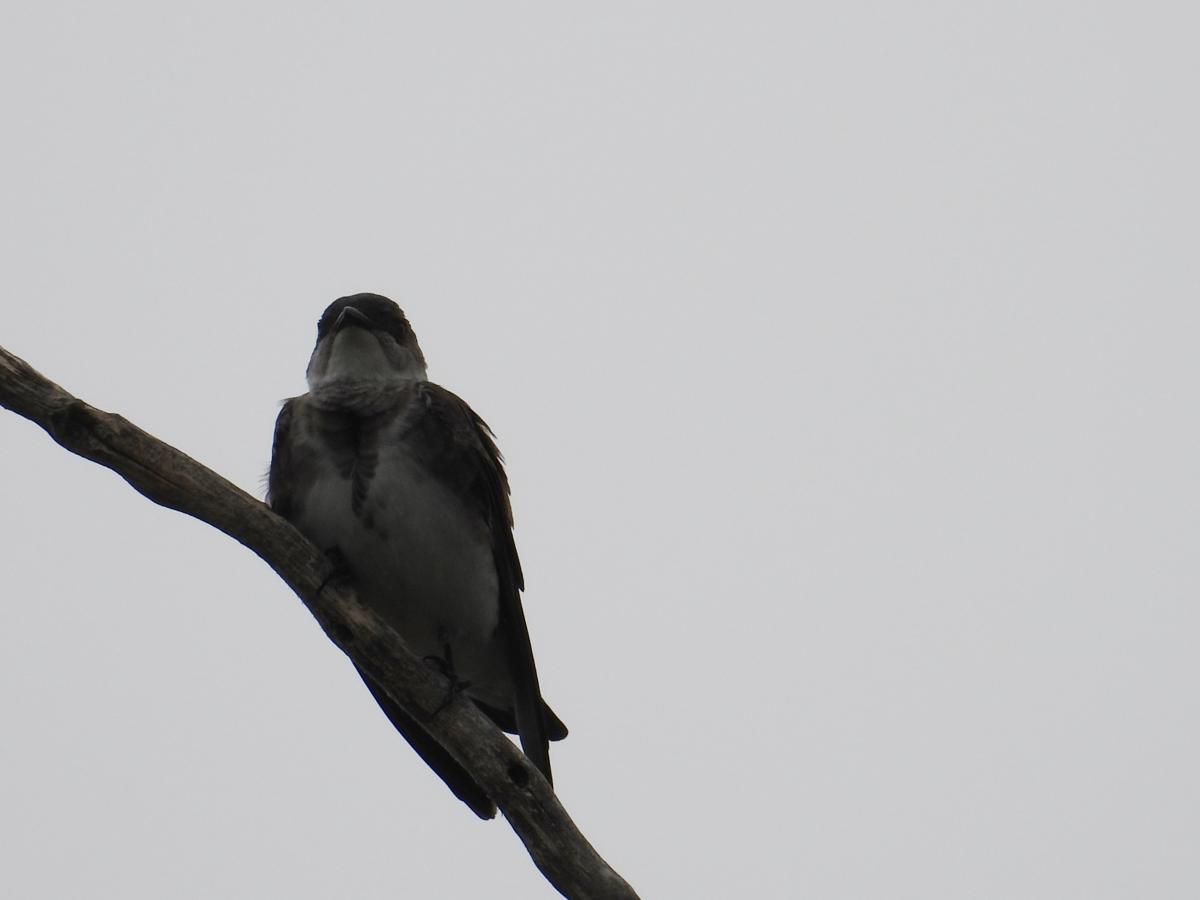 Foto Golondrina Parda