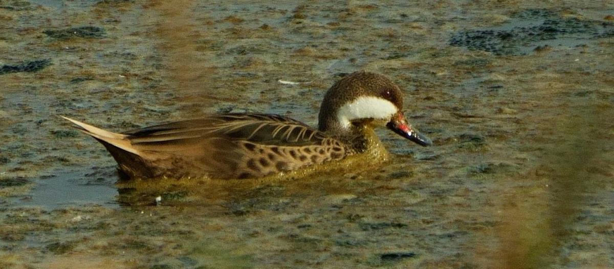 Foto Pato Gargantilla