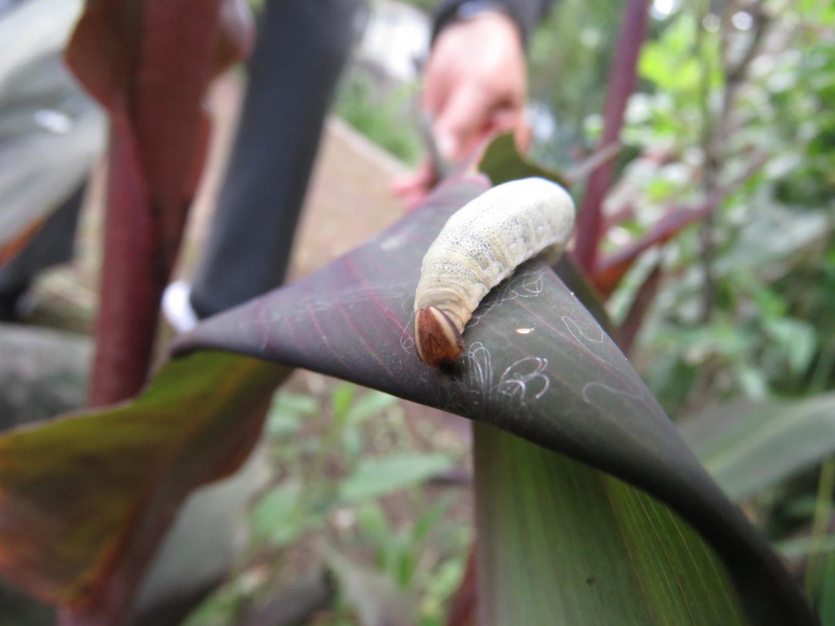 Foto Enrolladora Común