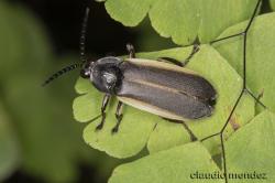  (Pyrogaster moestus)