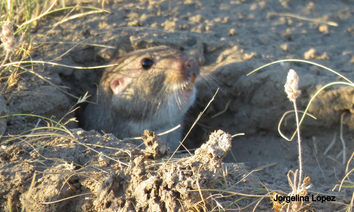 Photo Tucu Tucu del Sur