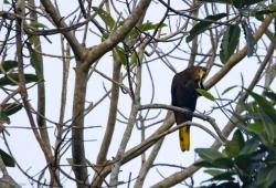 Foto Conoto Aceituna