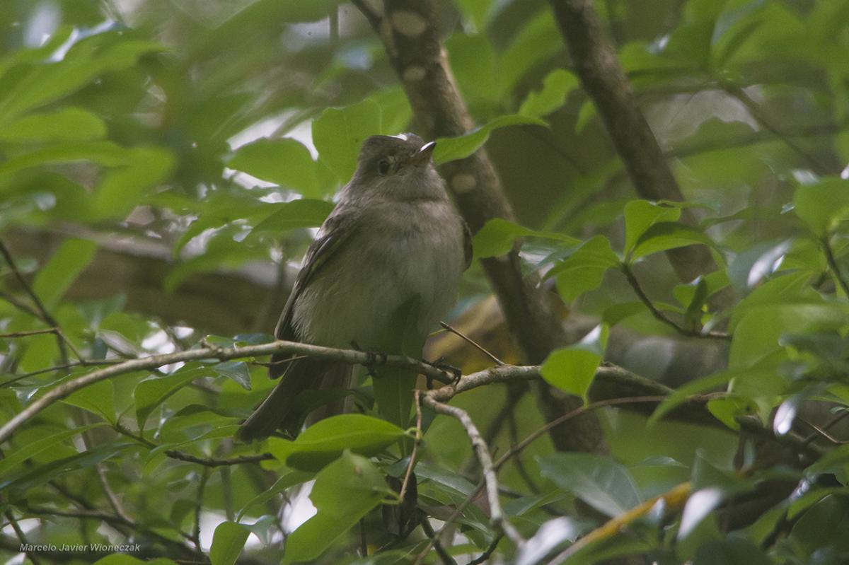 Fiof o Silb n Elaenia Albiceps EcoRegistros Fiof o Silb n Elaenia Albiceps EcoRegistros